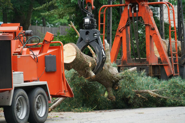 Best Arborist Consultation Services  in Bremen, IN