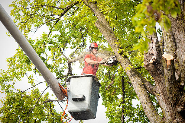  Bremen, IN Tree Removal Pros